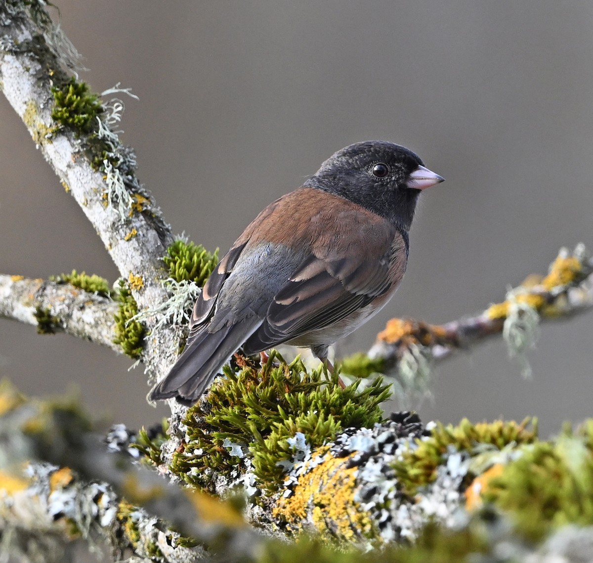 Серый юнко - ML646541750