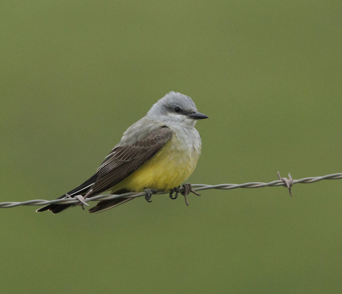 Western Kingbird - ML646541753