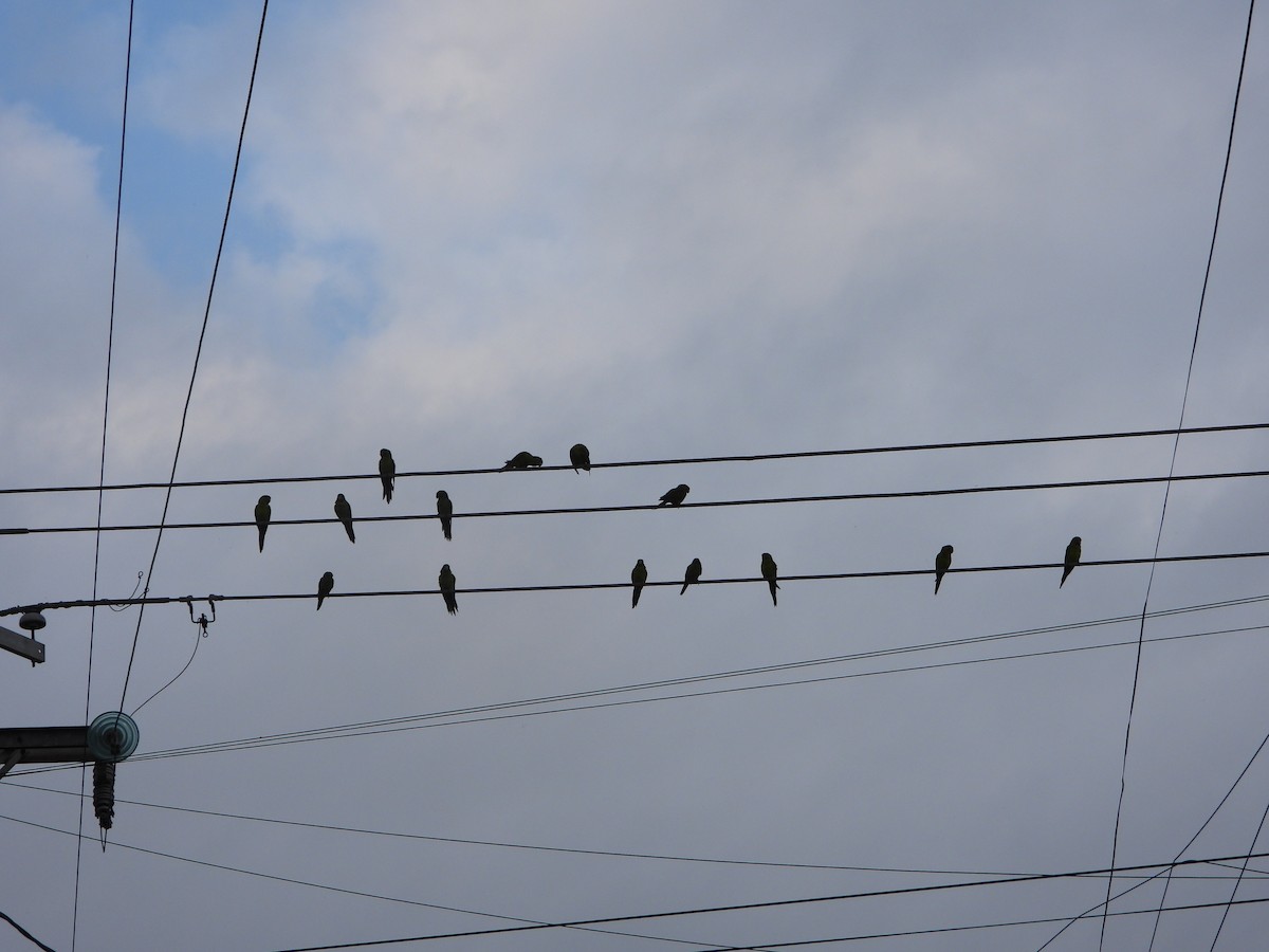 Green Parakeet - ML646541757