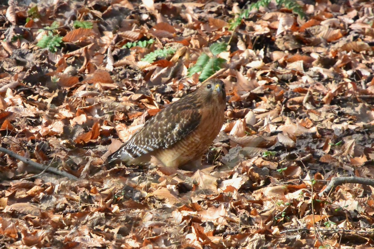 káně páskovaná - ML646541758