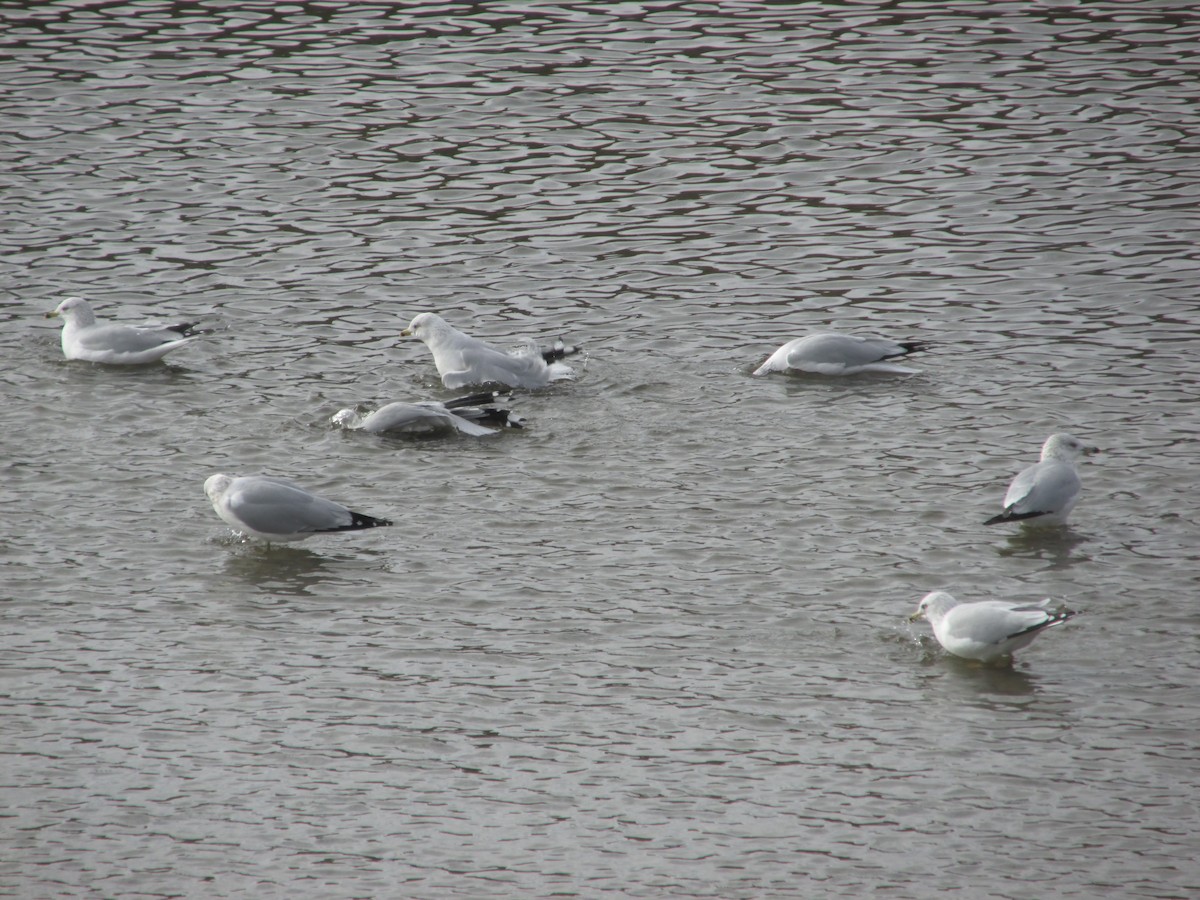 Ring-billed Gull - ML646541759