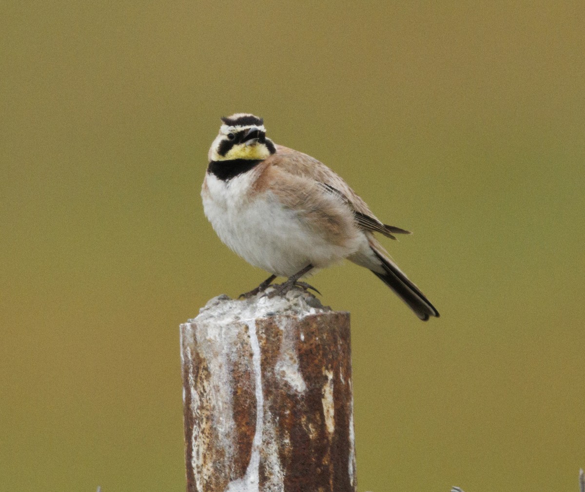 Horned Lark - ML646541760