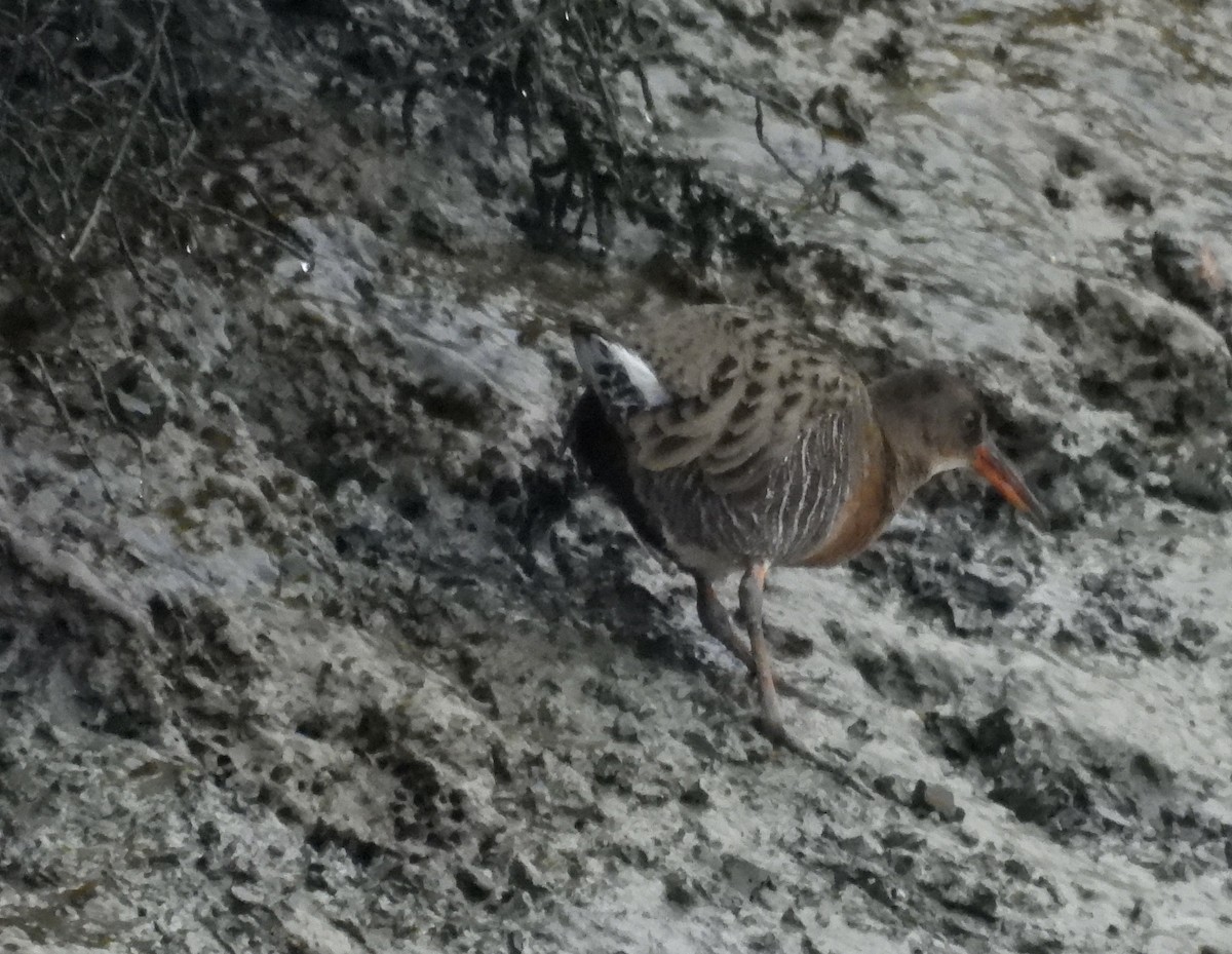 Ridgway's Rail - ML646541761