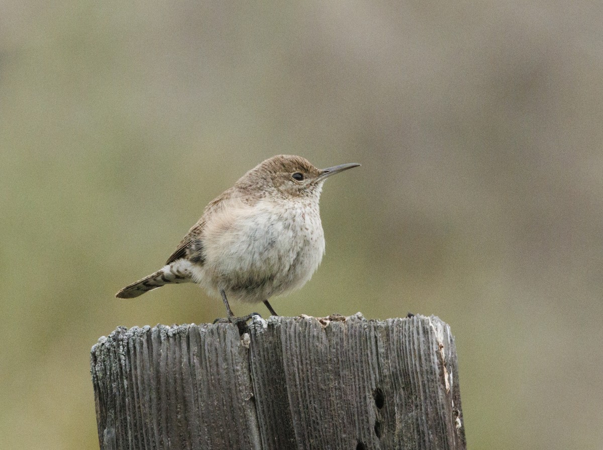 Rock Wren - ML646541763