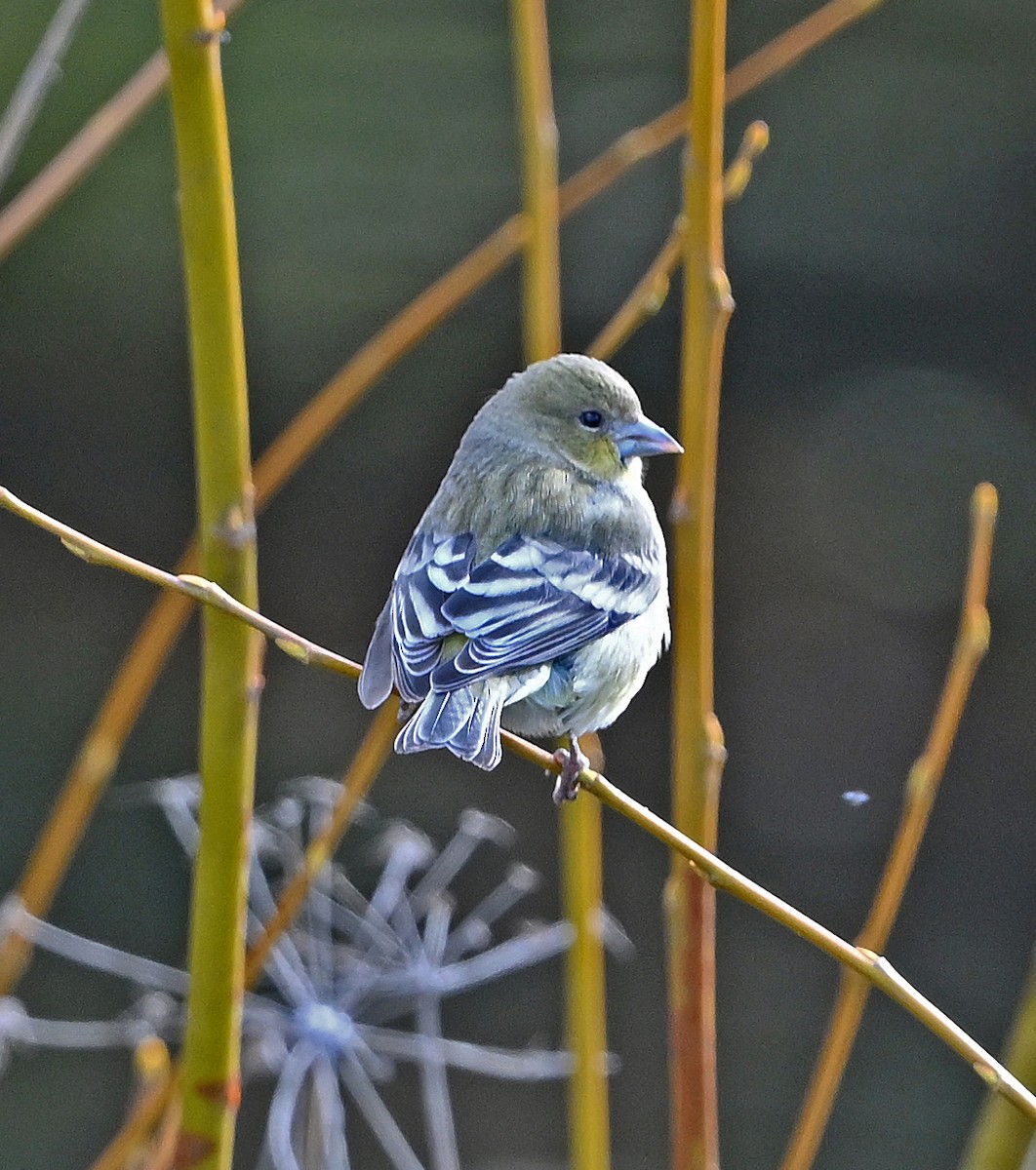 Мексиканский чиж - ML646541769