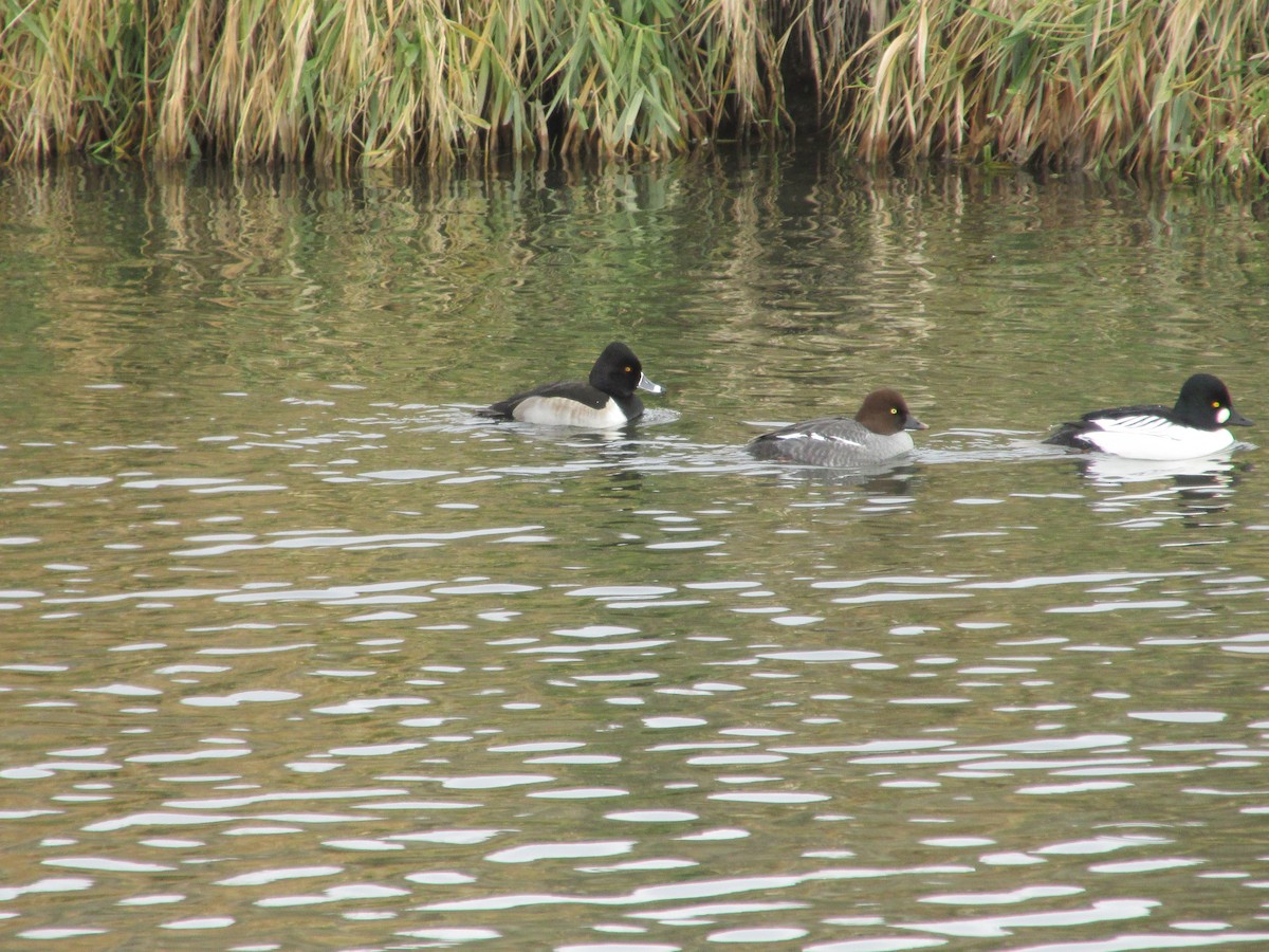 Ring-necked Duck - ML646541772