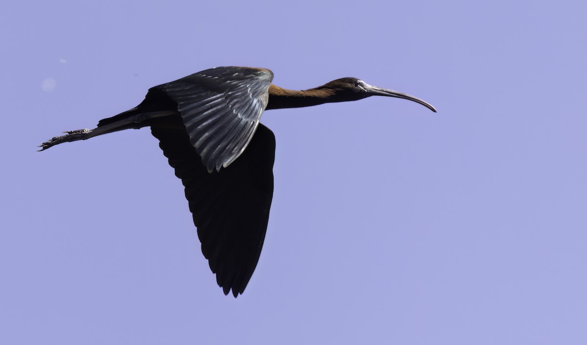 מגלן חום - ML646541773