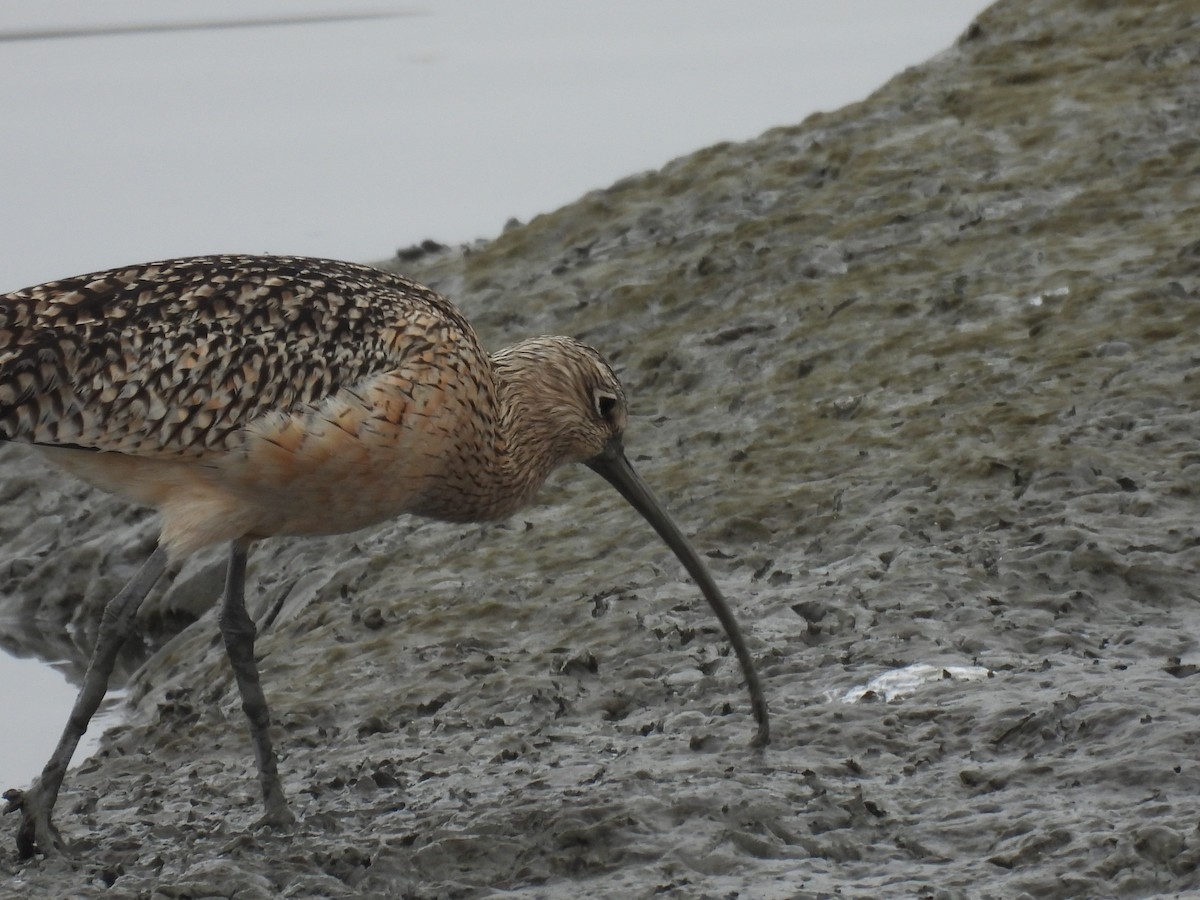Long-billed Curlew - ML646541774