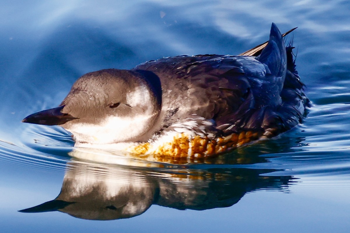 alkoun úzkozobý - ML646541776