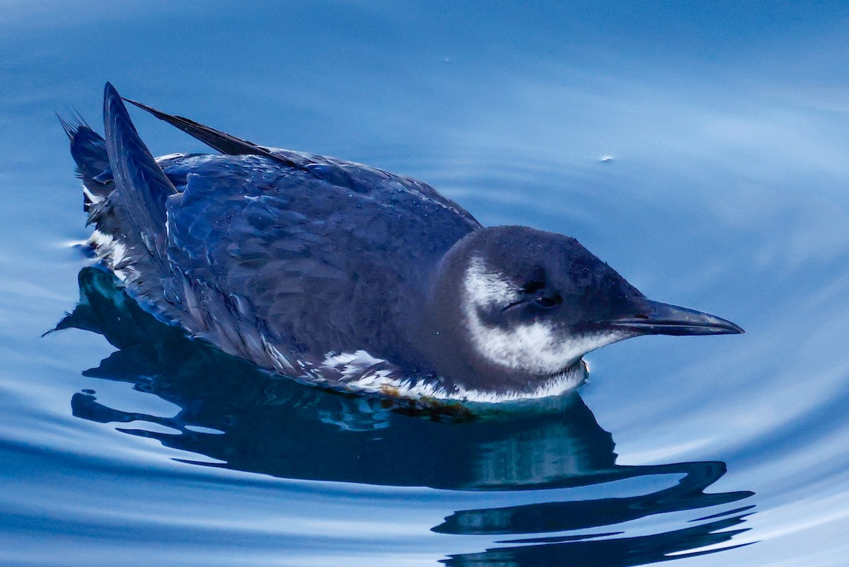 alkoun úzkozobý - ML646541777