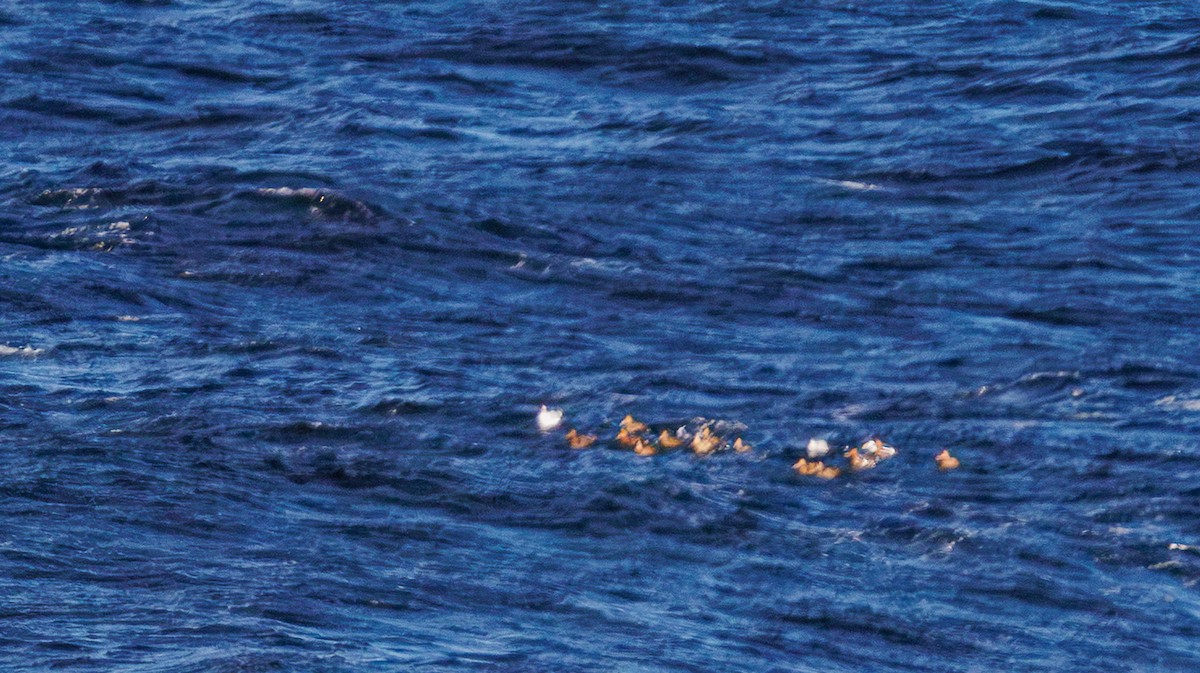 Common Eider - ML646541787