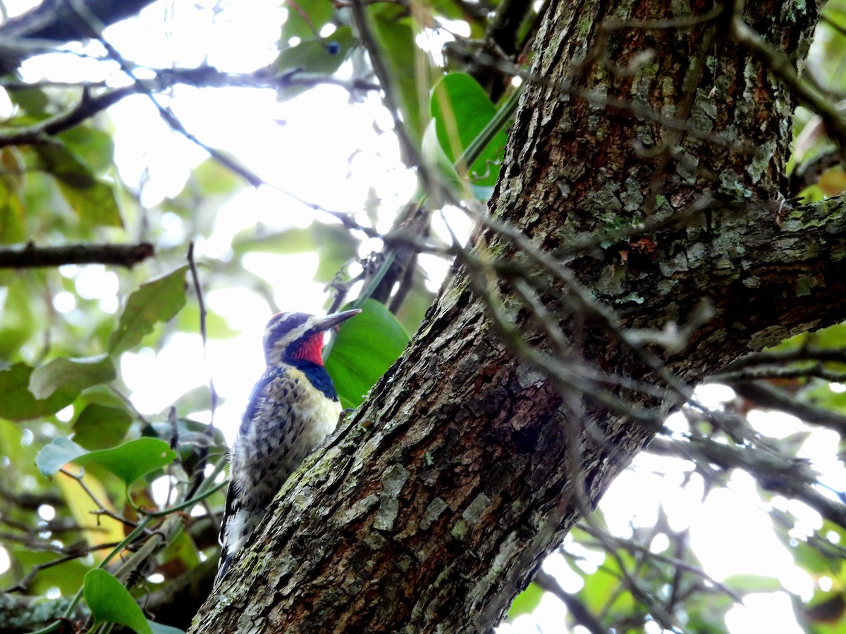 Sarı Karınlı Ağaçkakan - ML646541790