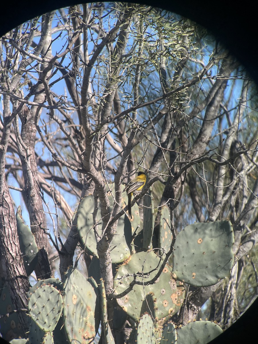 Audubon's Oriole (Audubon's) - ML646541791