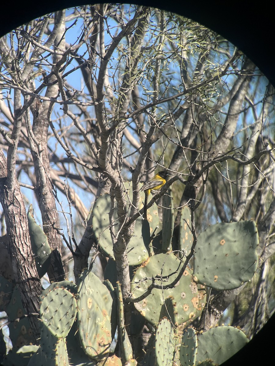 Audubon's Oriole (Audubon's) - ML646541792