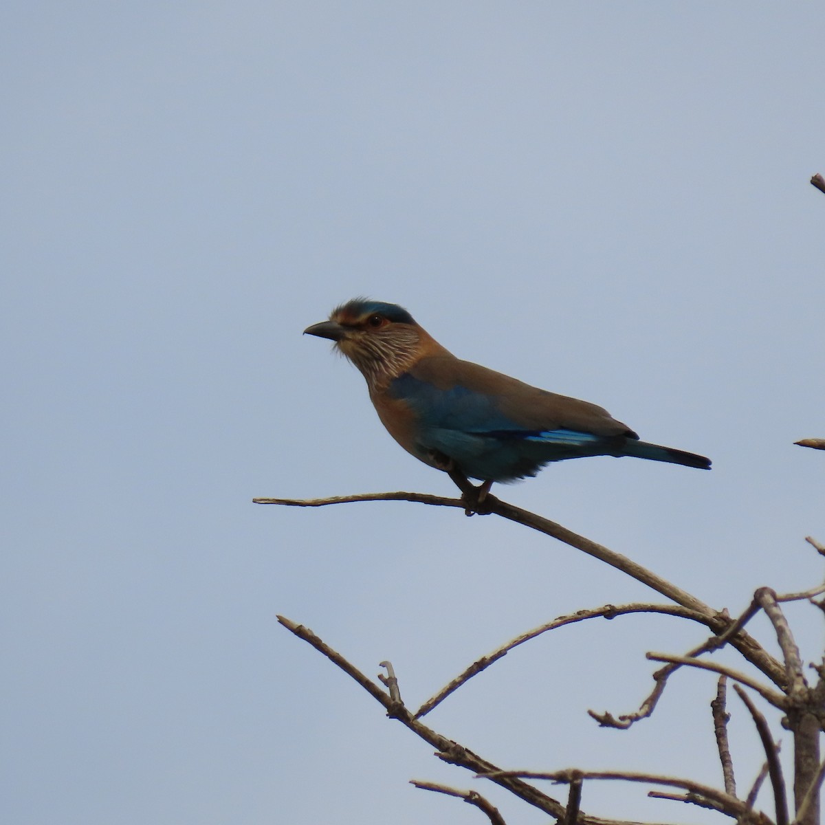 Indian Roller - ML646541794