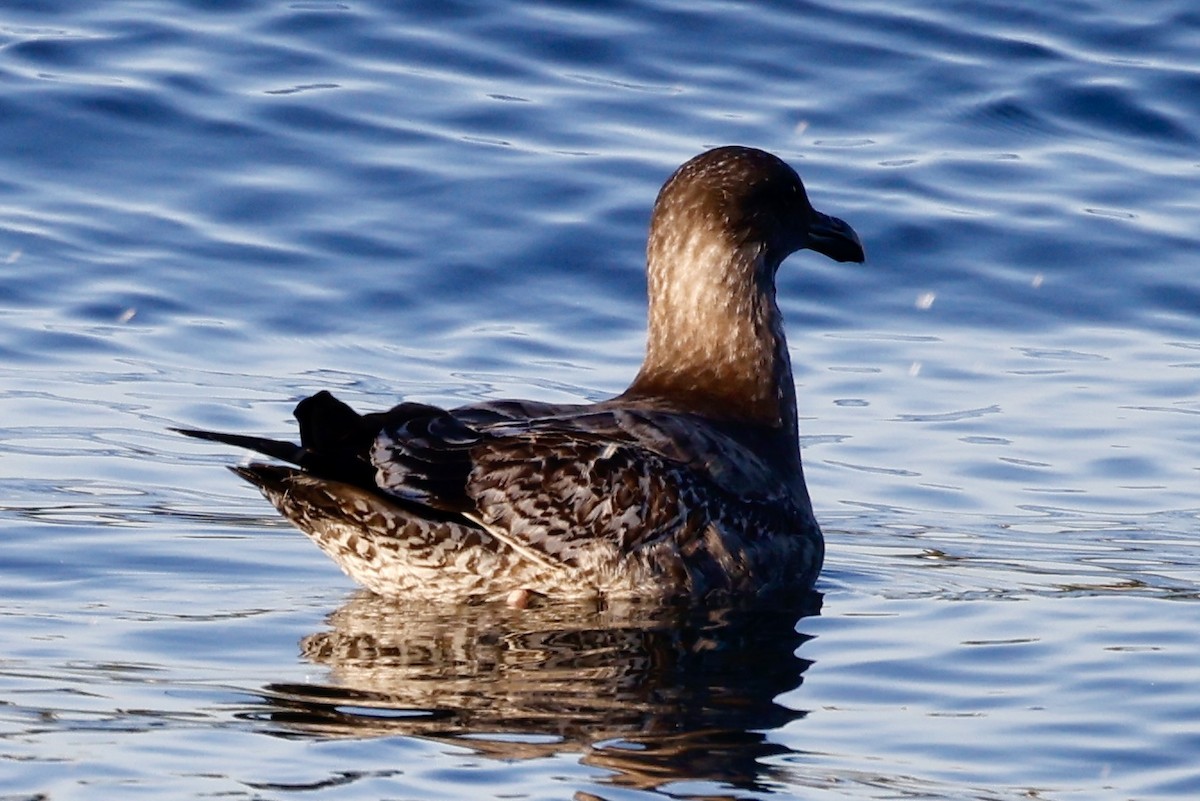 racek americký - ML646541795