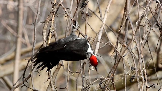 Pileated Woodpecker - ML646541796