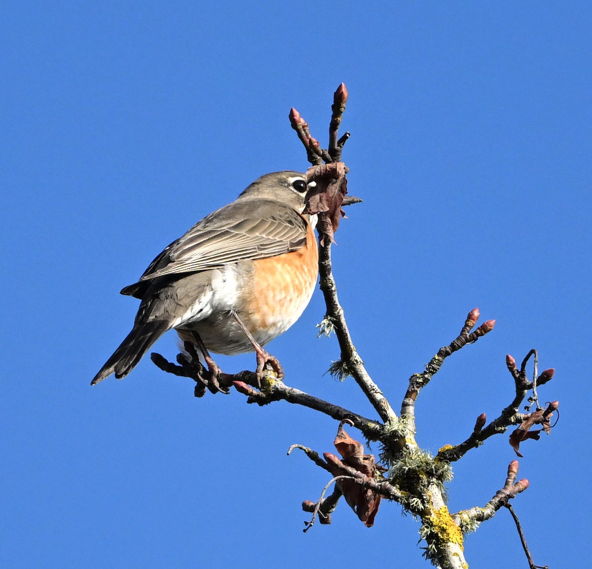 Странствующий дрозд - ML646541797