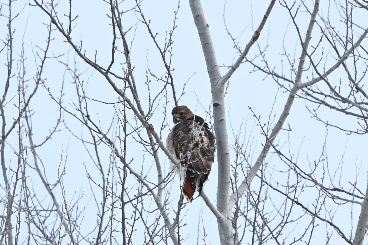 Red-tailed Hawk - ML646541800