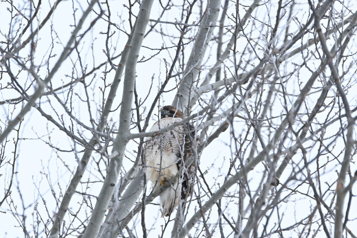 Red-tailed Hawk - ML646541801