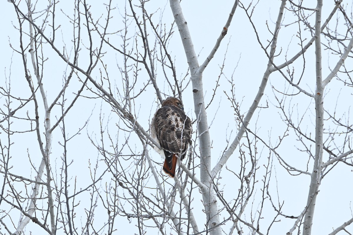 Red-tailed Hawk - ML646541802