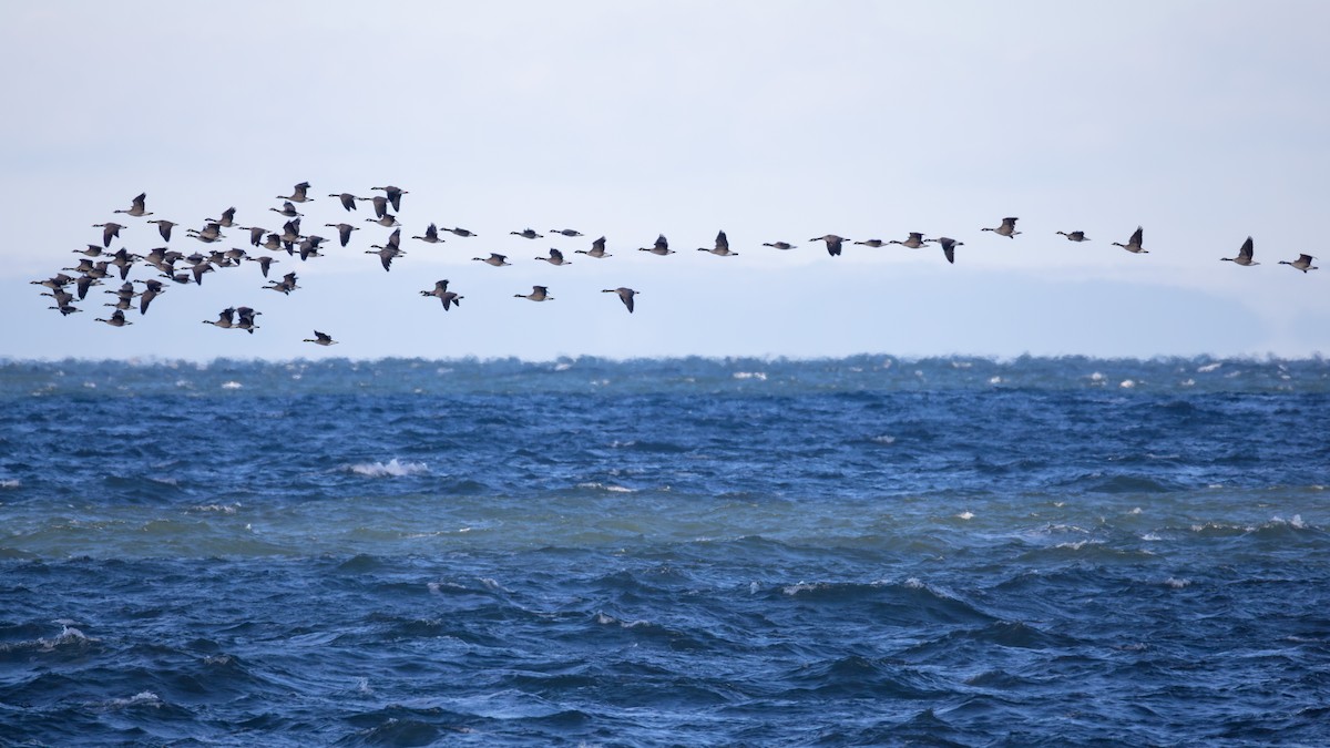 kanadagås - ML646541805