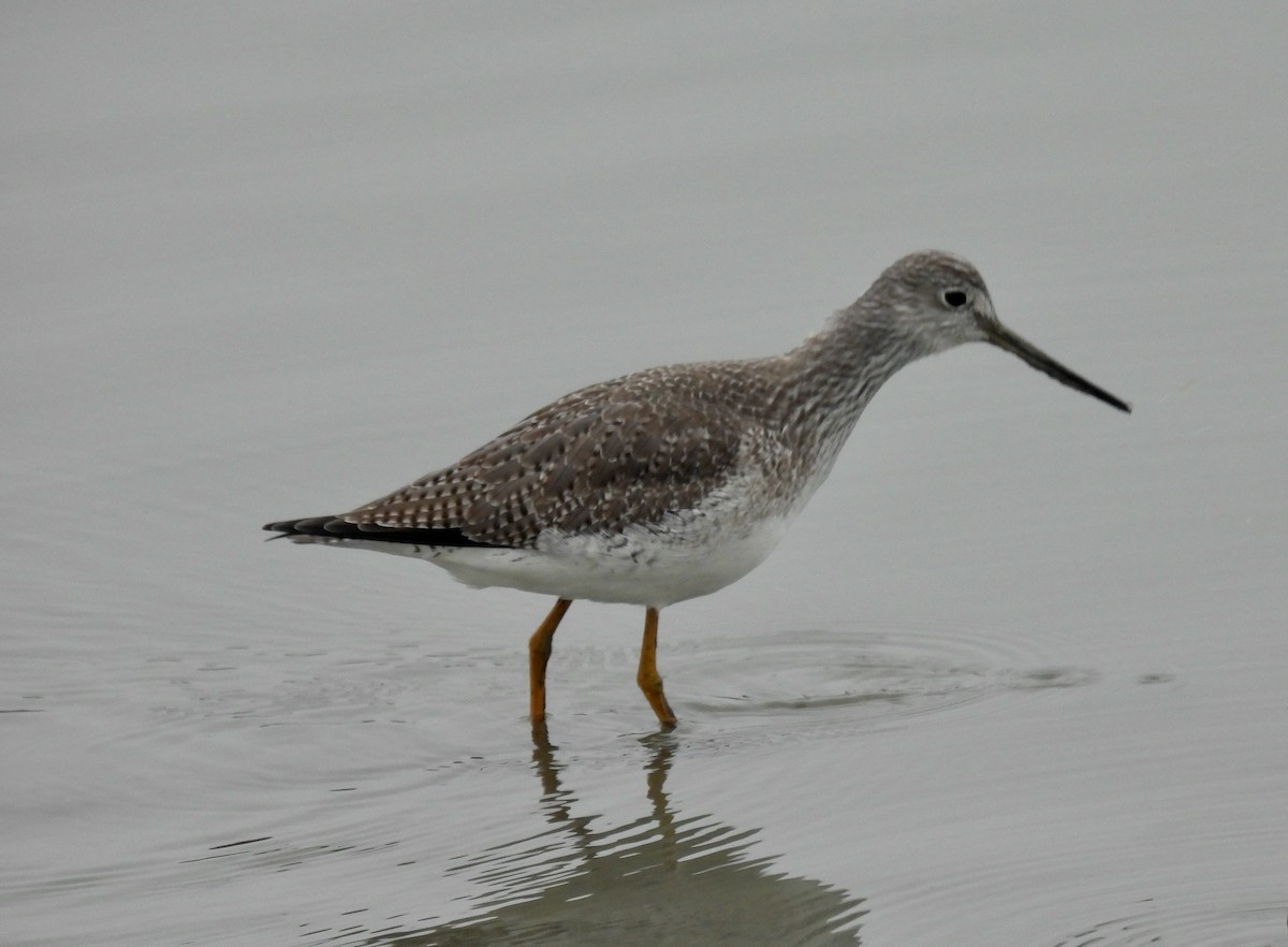Greater Yellowlegs - ML646541806