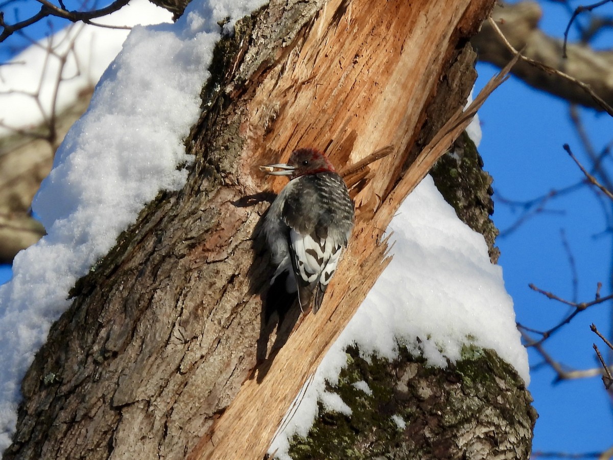 Red-headed Woodpecker - ML646541809