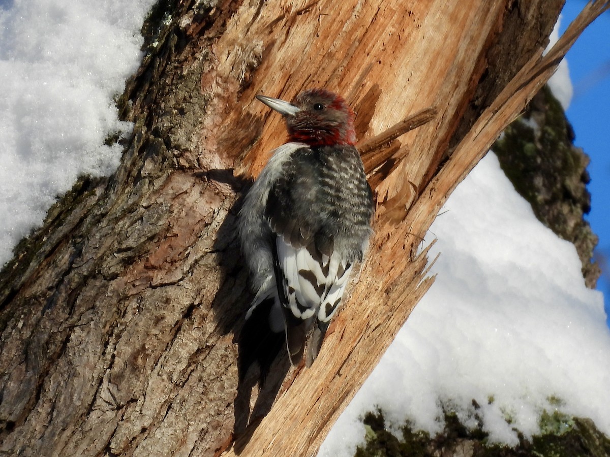 Red-headed Woodpecker - ML646541810