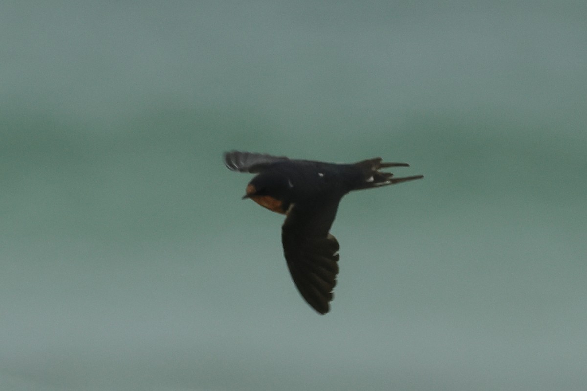 Barn Swallow - ML646541811
