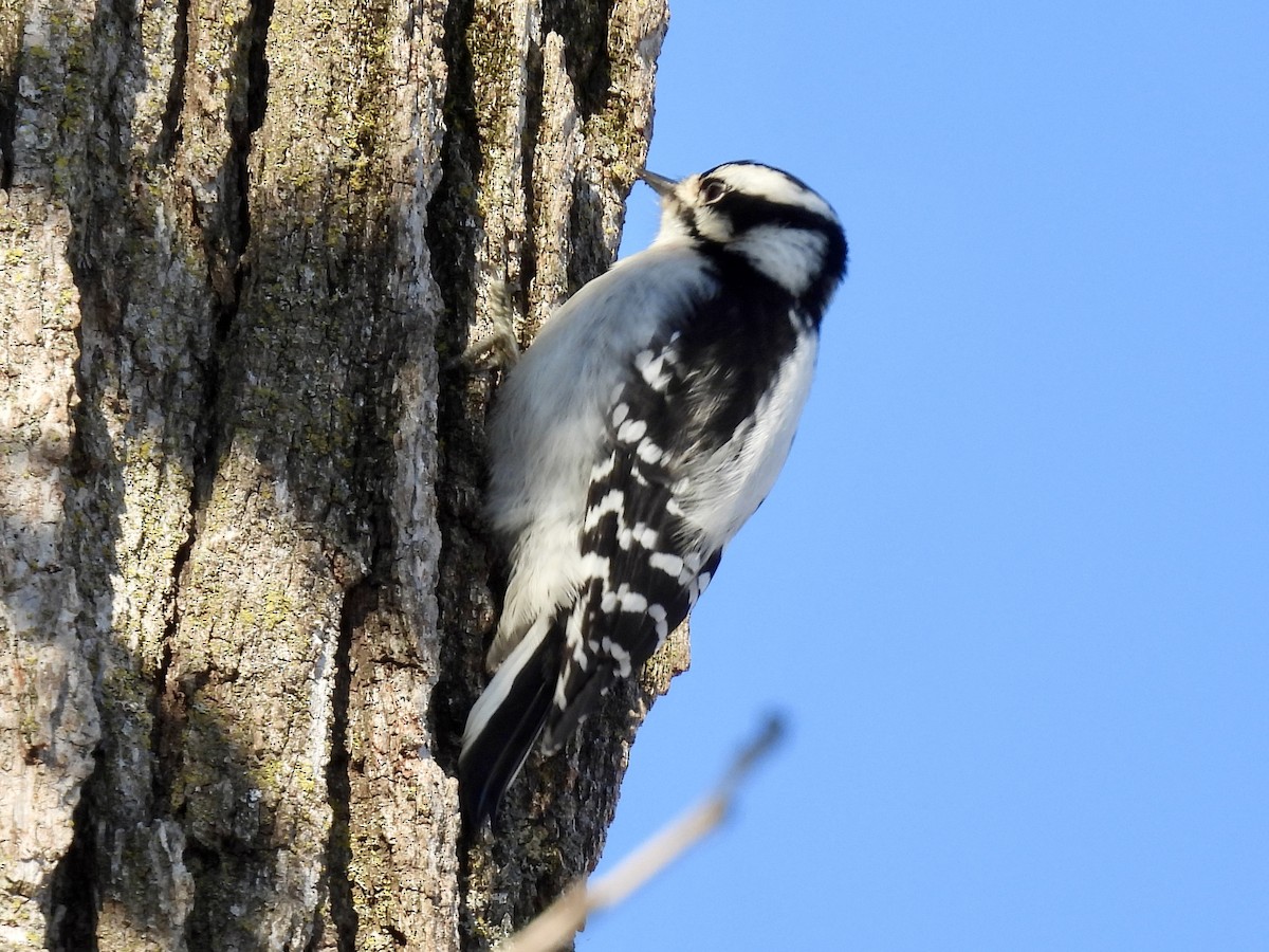 Downy Woodpecker - ML646541813