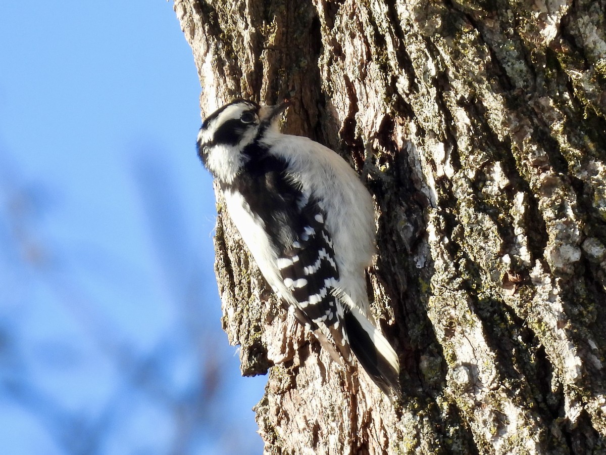 Downy Woodpecker - ML646541814