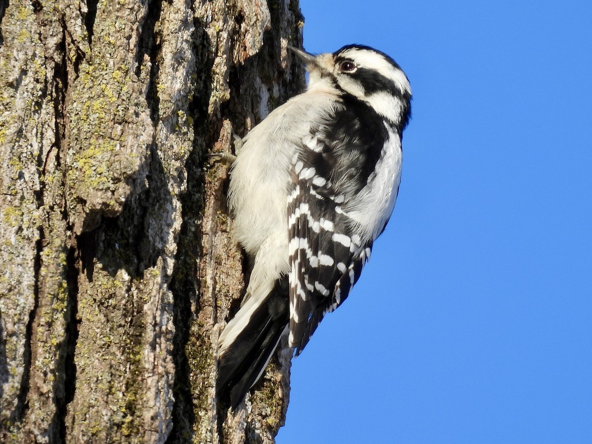 Downy Woodpecker - ML646541815