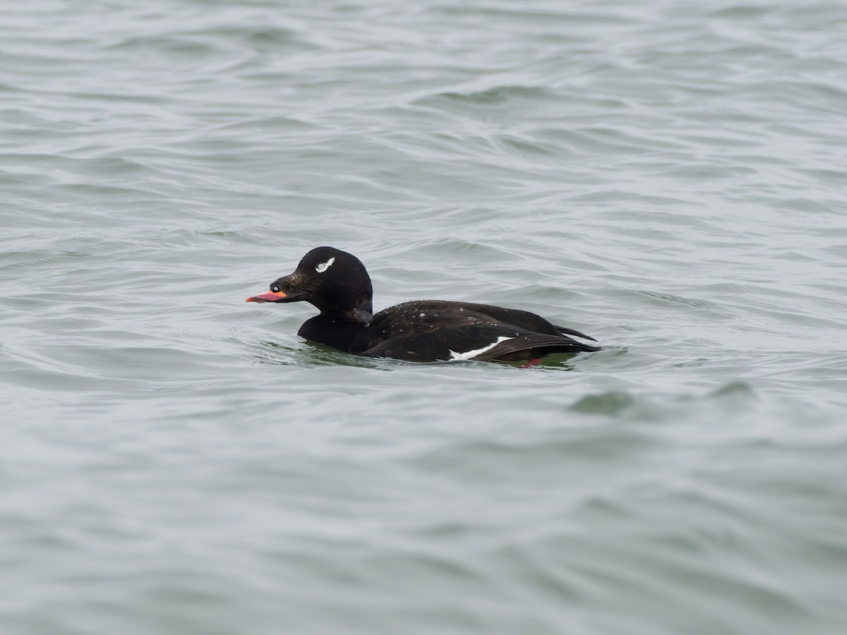 White-winged Scoter - ML646541816
