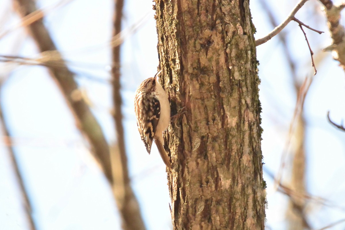 šoupálek americký - ML646541817