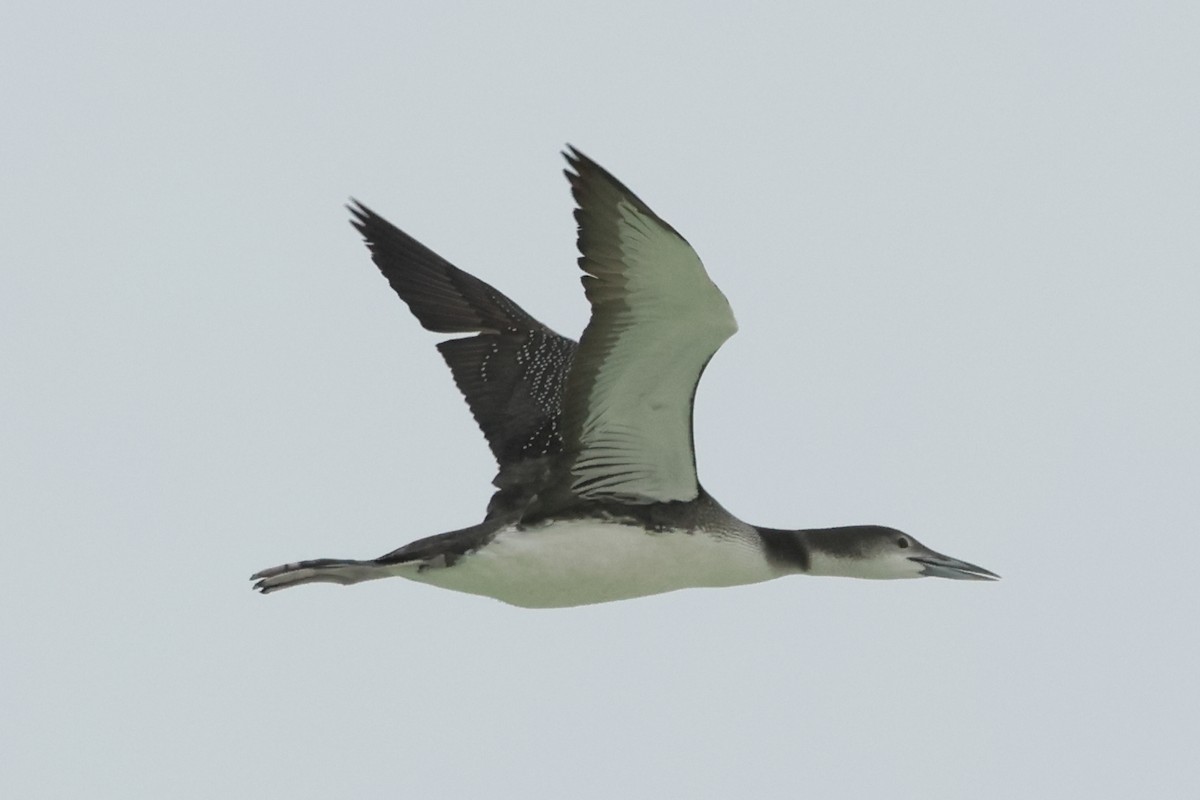 Common Loon - ML646541820