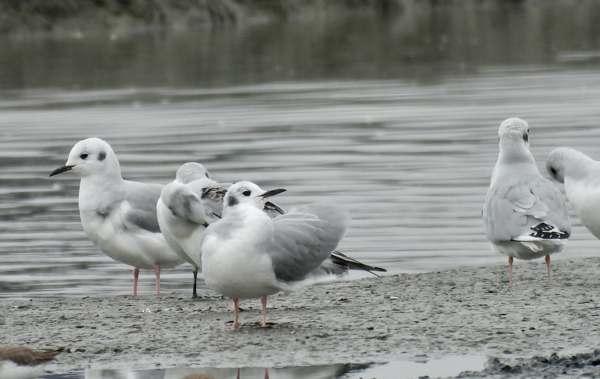 Bonaparte's Gull - ML646541821