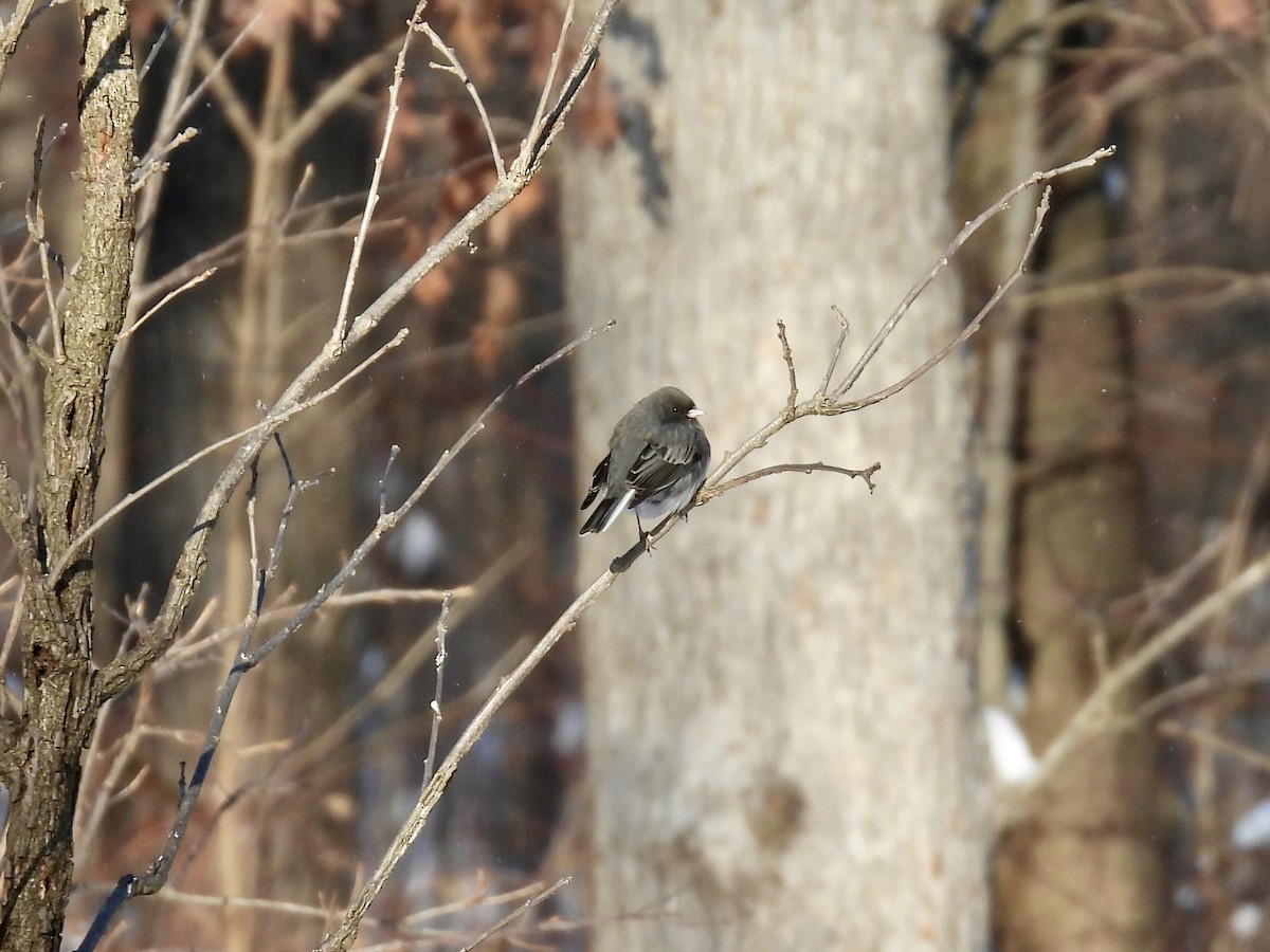 Dark-eyed Junco - ML646541822
