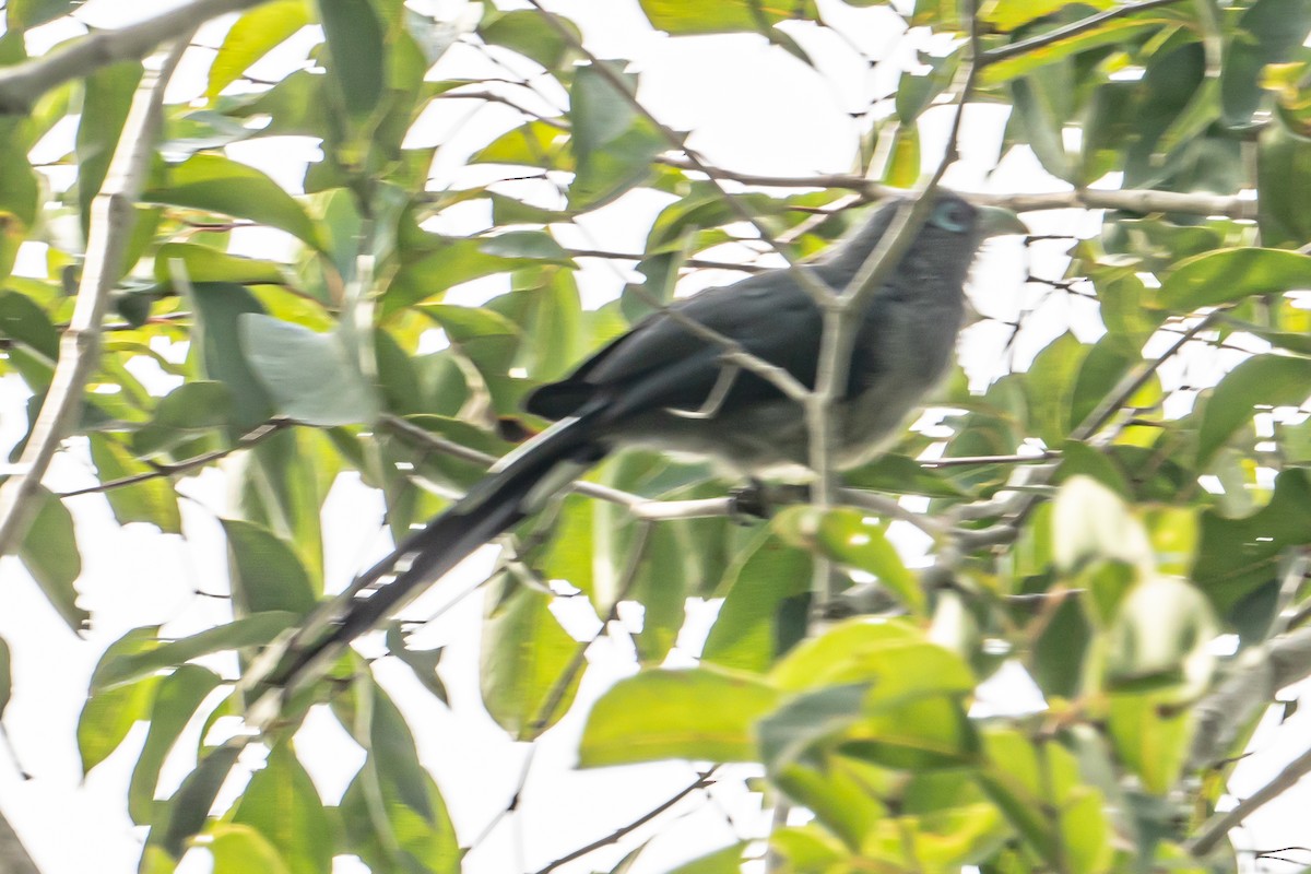 Blue-faced Malkoha - ML646541825