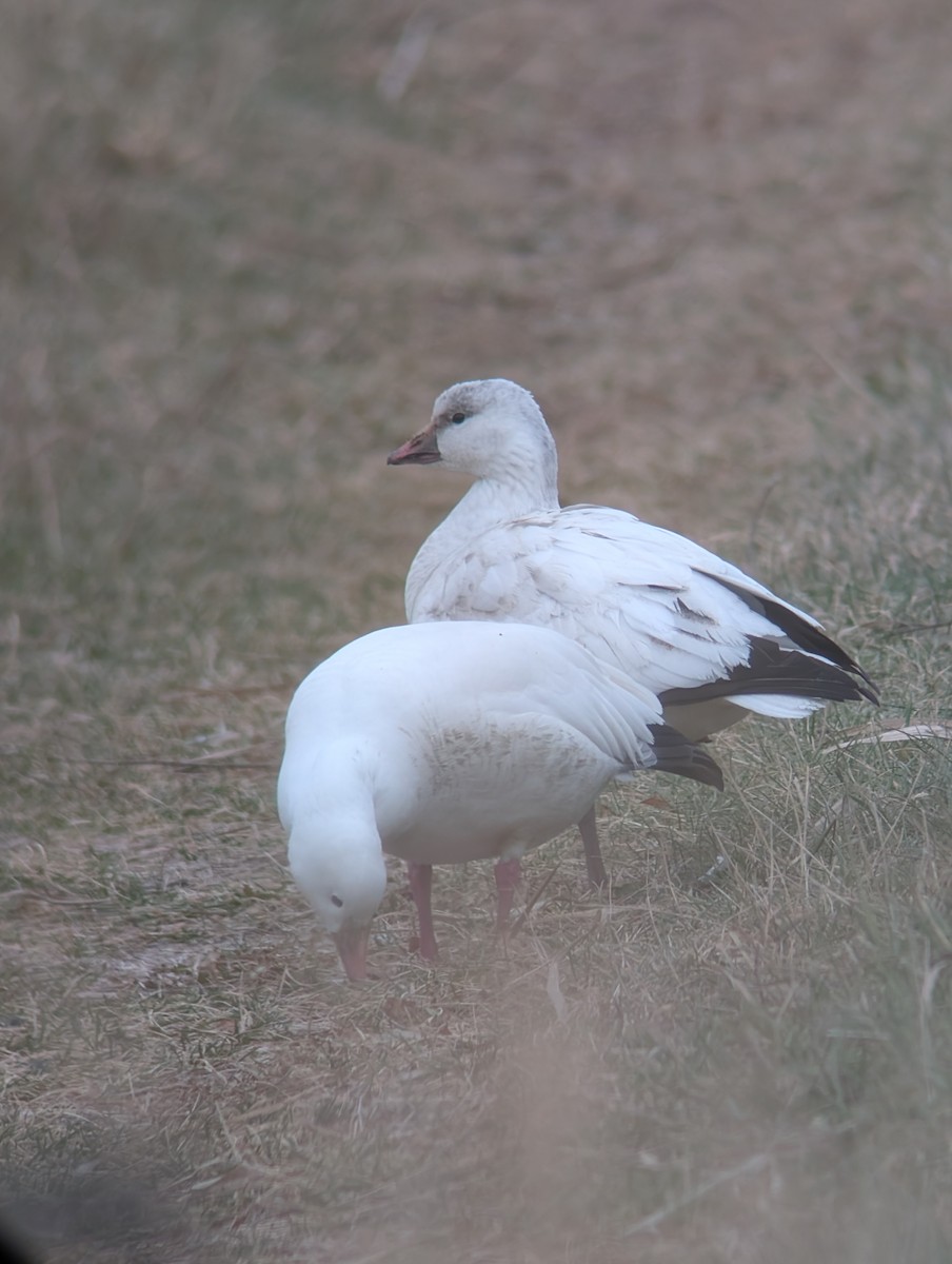 Ross antzara - ML646541829