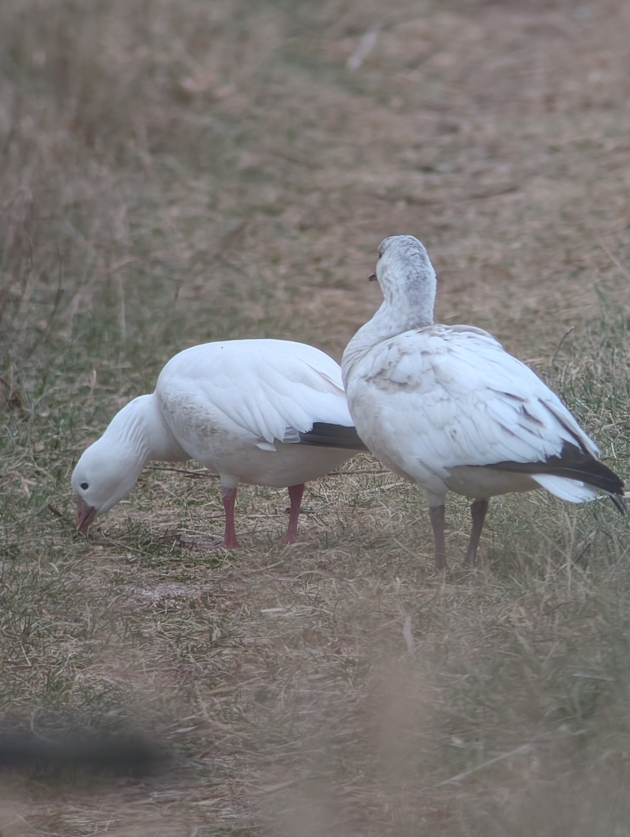 Ross antzara - ML646541830