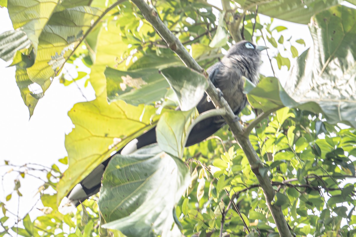 Blue-faced Malkoha - ML646541831