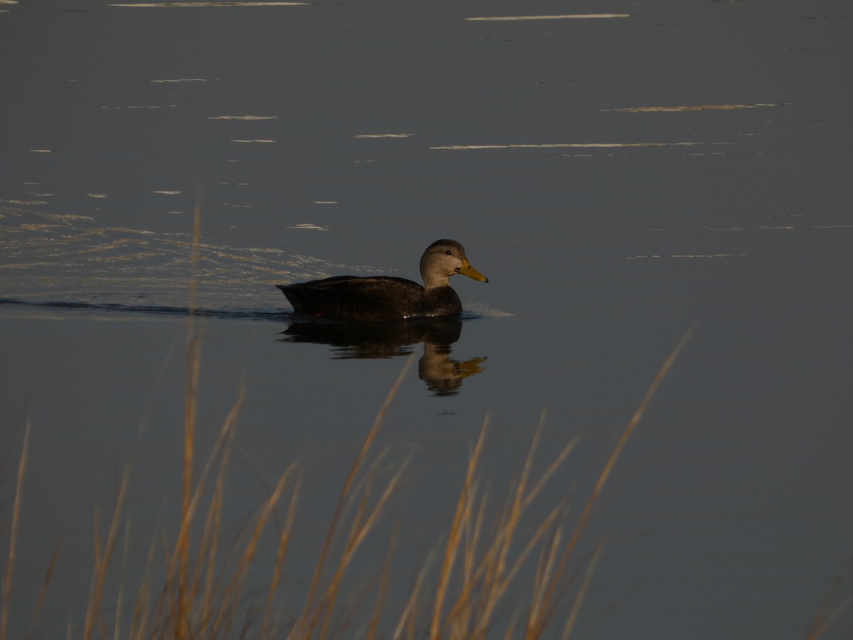 American Black Duck - ML646541832