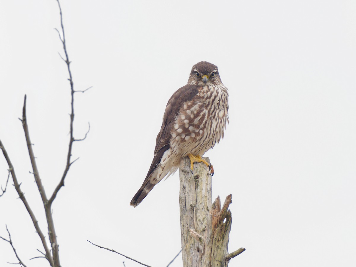 Merlin - ML646541839