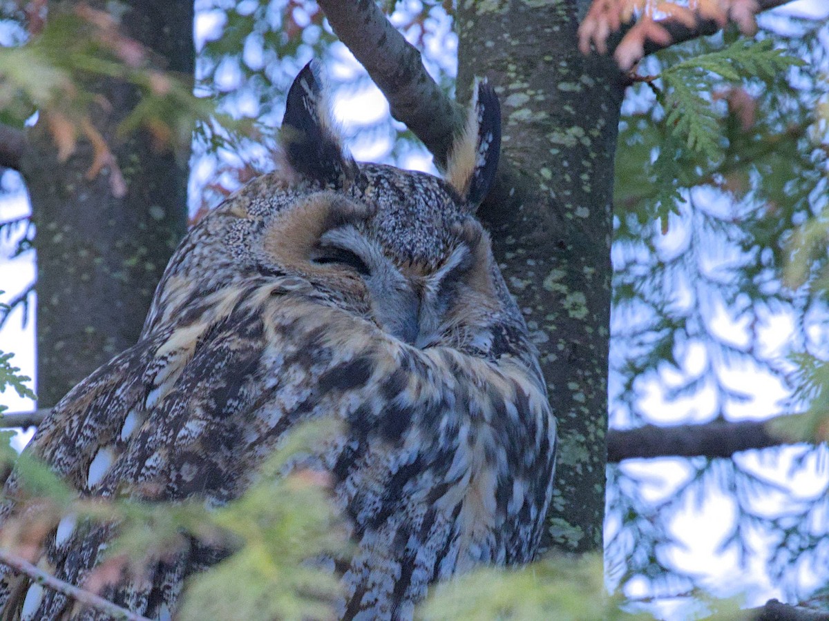 Long-eared Owl - ML646541840