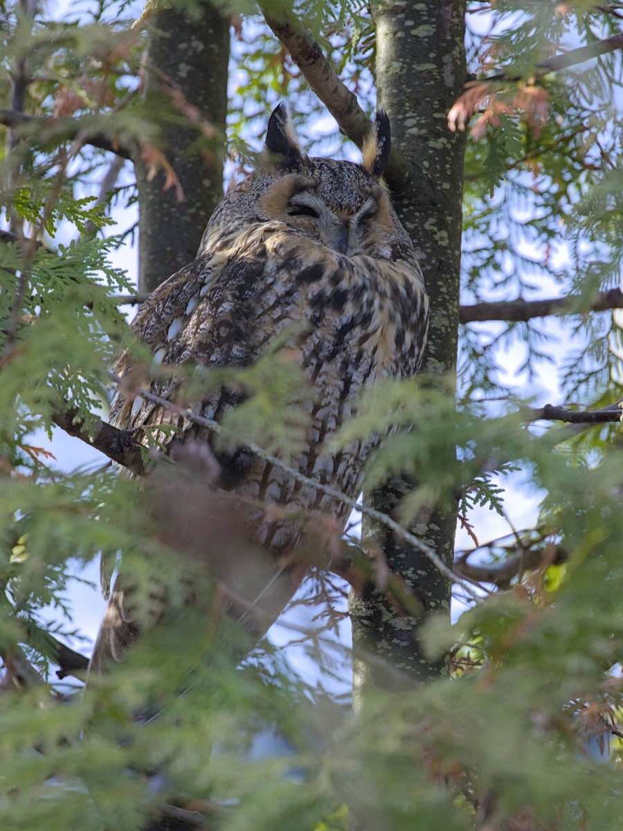 Long-eared Owl - ML646541842
