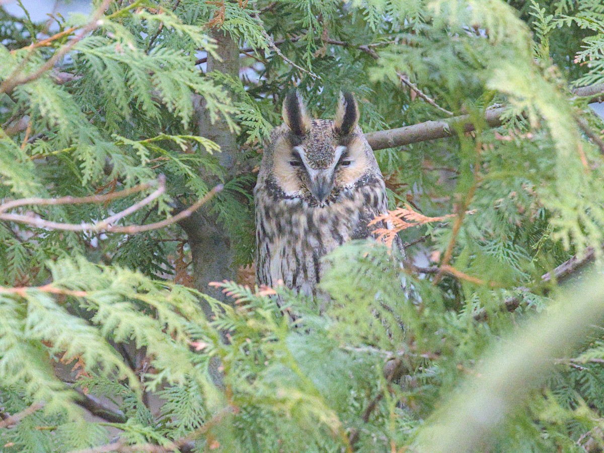 Long-eared Owl - ML646541843