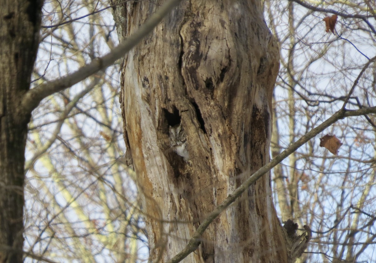 Eastern Screech-Owl - ML646541844