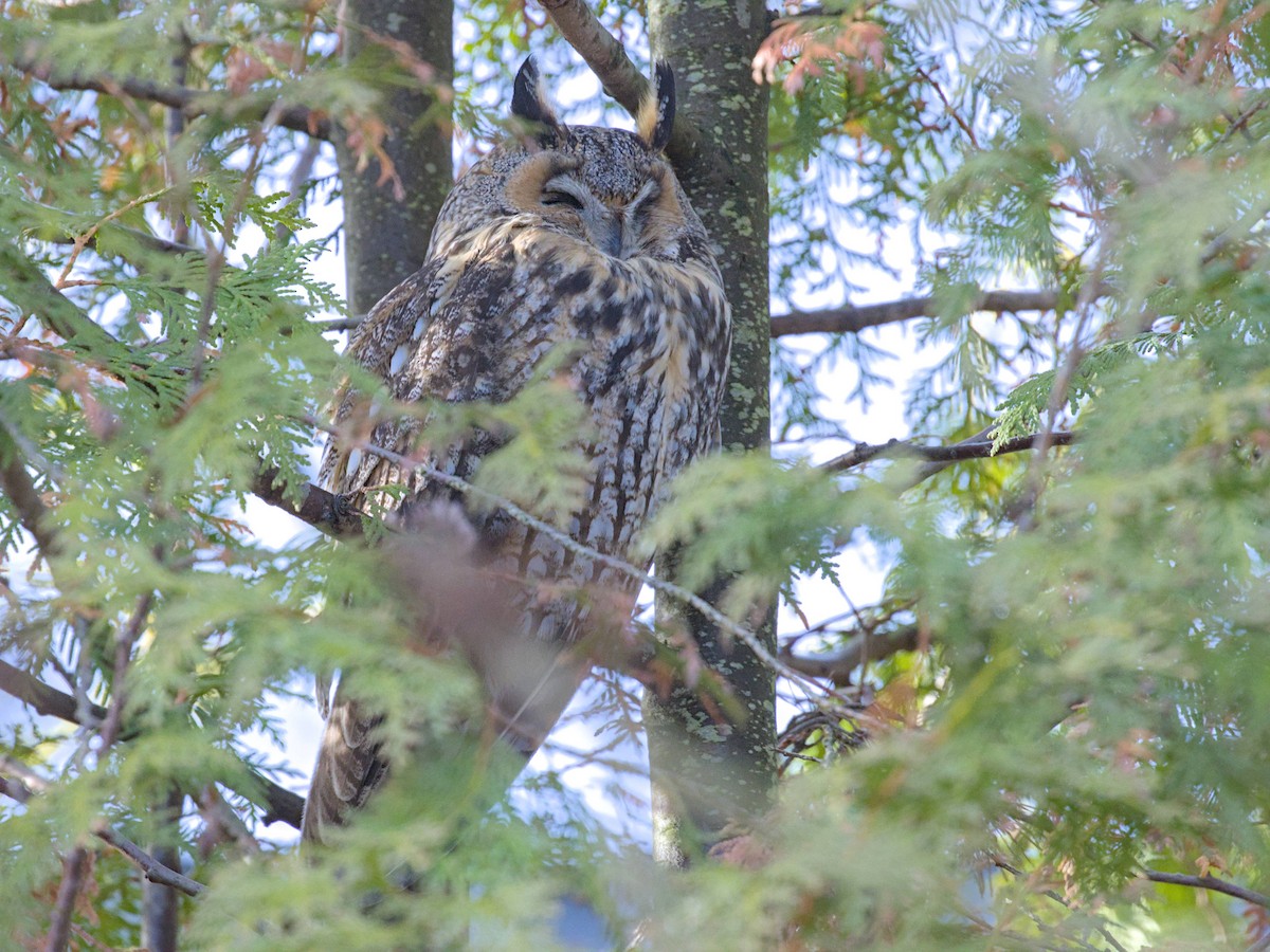 Long-eared Owl - ML646541845