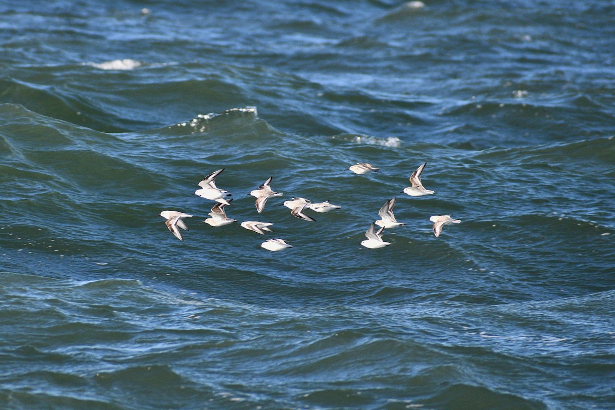 Dunlin - ML646541846